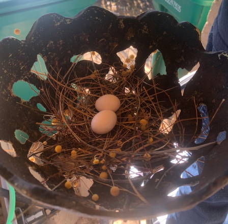 May 22 - Carport doves, two eggs, round three. These doves are prolific!